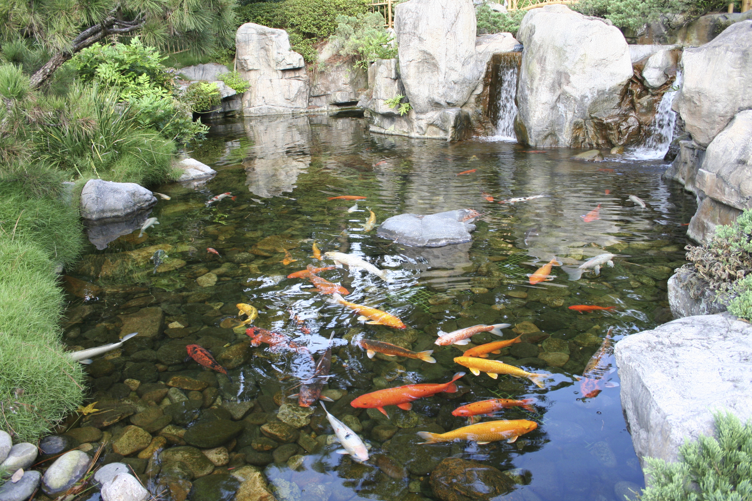 ponds fish